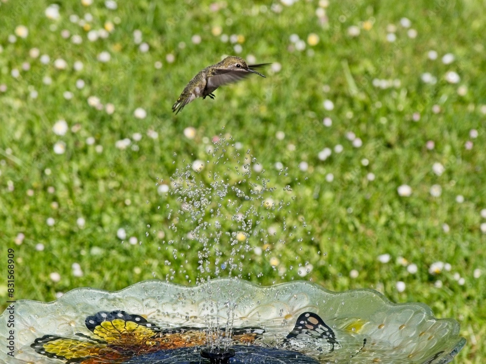 Female Anna's hummingbird playing and drinking in the water fountain in birdbath Female Anna's hummingbird playing and drinking in the water fountain in birdbath
