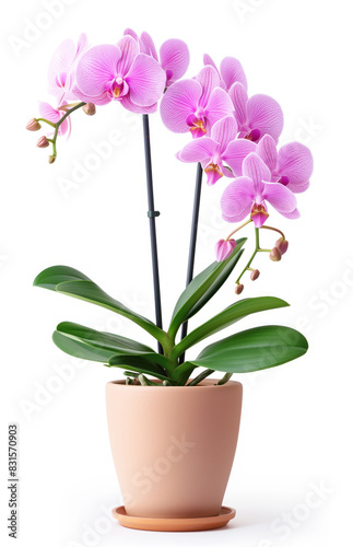 A pink and white orchid plant in a brown pot
