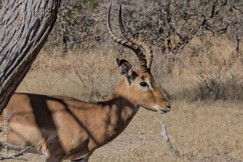 impala in the savannah photo