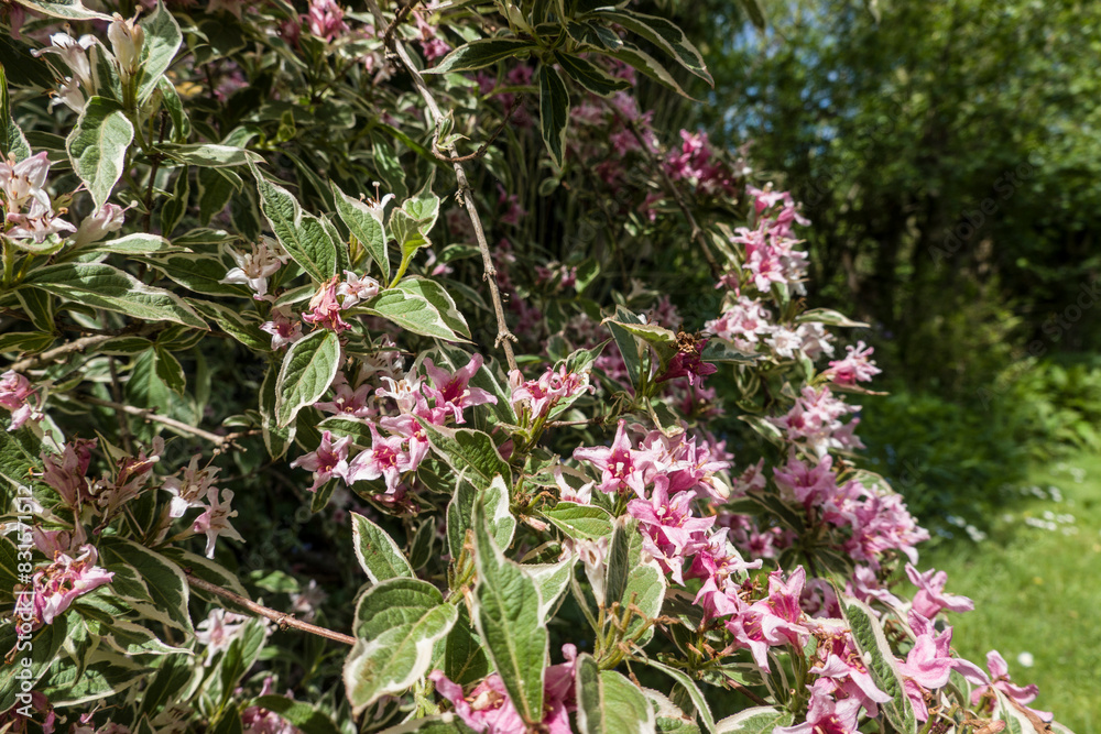 Liebliche Weigelie (Weigela florida) mit panaschierten Blättern Liebliche Weigelie (Weigela florida) mit panaschierten Blättern