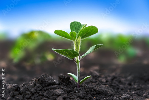 Soybean sprout close-up in an agricultural field. Plants in the open field. Selective focus. Soft focus.