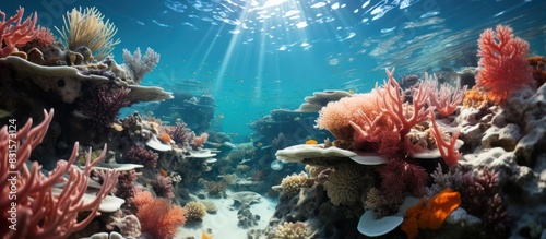 Coral reefs grow around remote islands