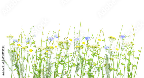 Wildflowers isolated on white background. Copy space. Natural border.