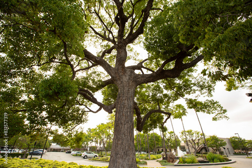 Afternoon sun shines on the historic camphor Hay Tree located in the downtown civic center of Paramount, California, USA. photo