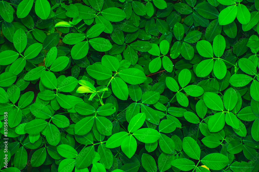 Close-up image features vibrant green clover leaves adorned with water droplets Close-up image features vibrant green clover leaves adorned with water droplets