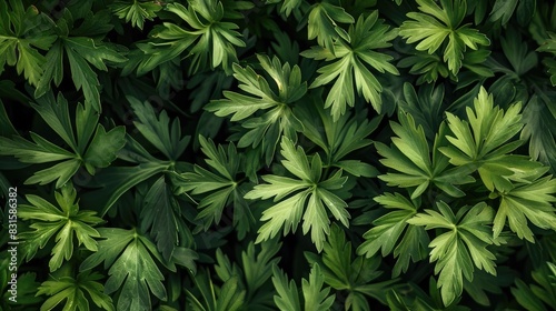 Close up Image of Carrot Leaves Wallpaper