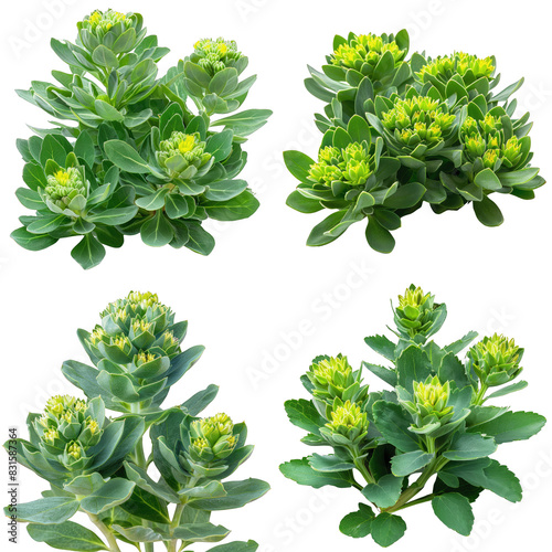 Photo of Rhodiola herb, America herb, isolated on transparent background photo