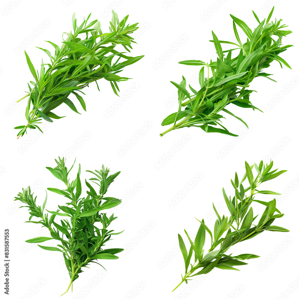 Fototapeta premium Photo of Tarragon herb, America herb, isolated on transparent background