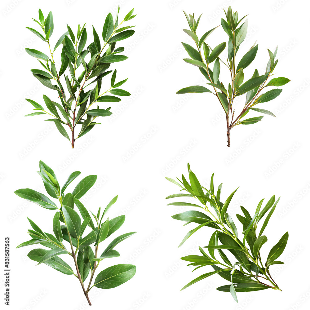 Fototapeta premium Photo of Tea Tree herb, America herb, isolated on transparent background