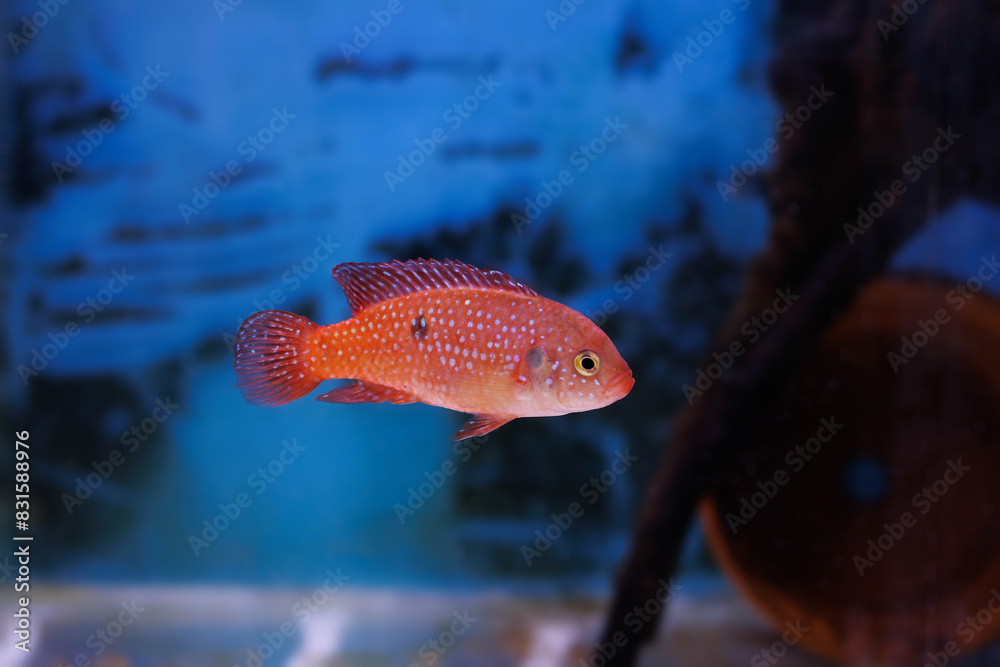 Obraz premium Blood-Red Jewel Cichlid - Hemichromis lifalili 