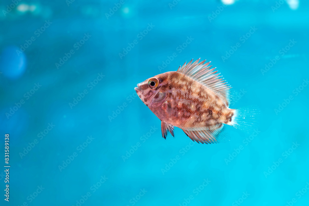 Fototapeta premium Uaru triangle cichlid fish - Uaru amphiacanthoides