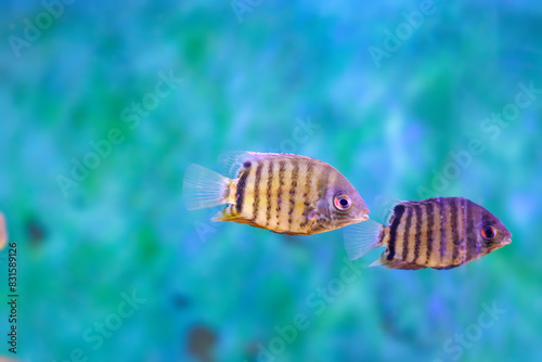 Banded cichlid fish - Heros efasciatus