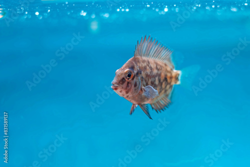 Uaru triangle cichlid fish - Uaru amphiacanthoides photo
