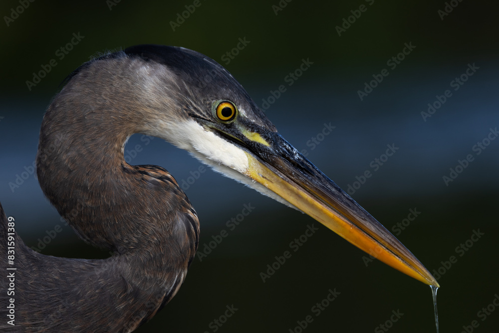 great blue heron