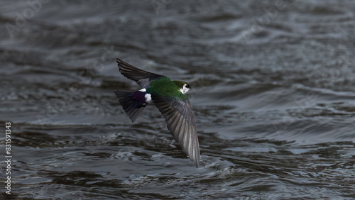 Violet-Green Swallow in Flight