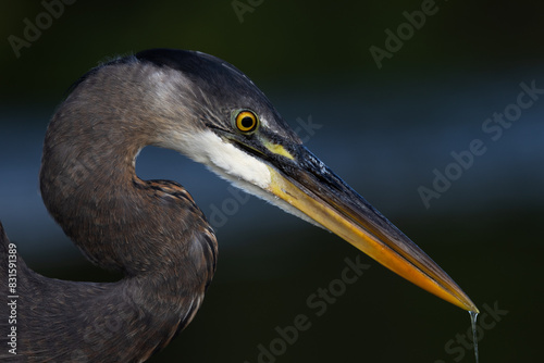 great blue heron
