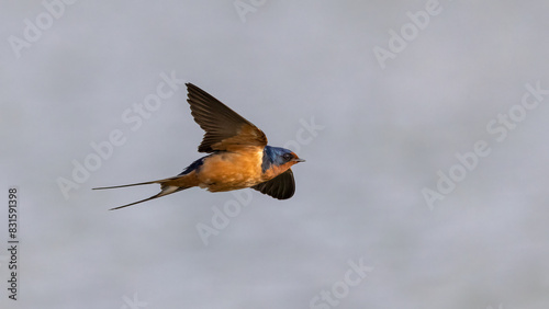 Barn Swallow