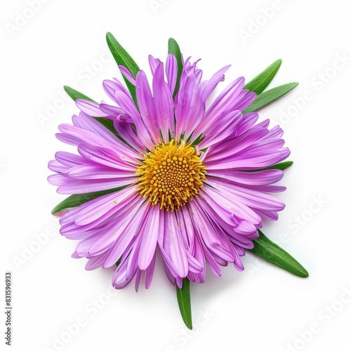 Pink Aster Isolated on White Background. Beautiful Aster Flower