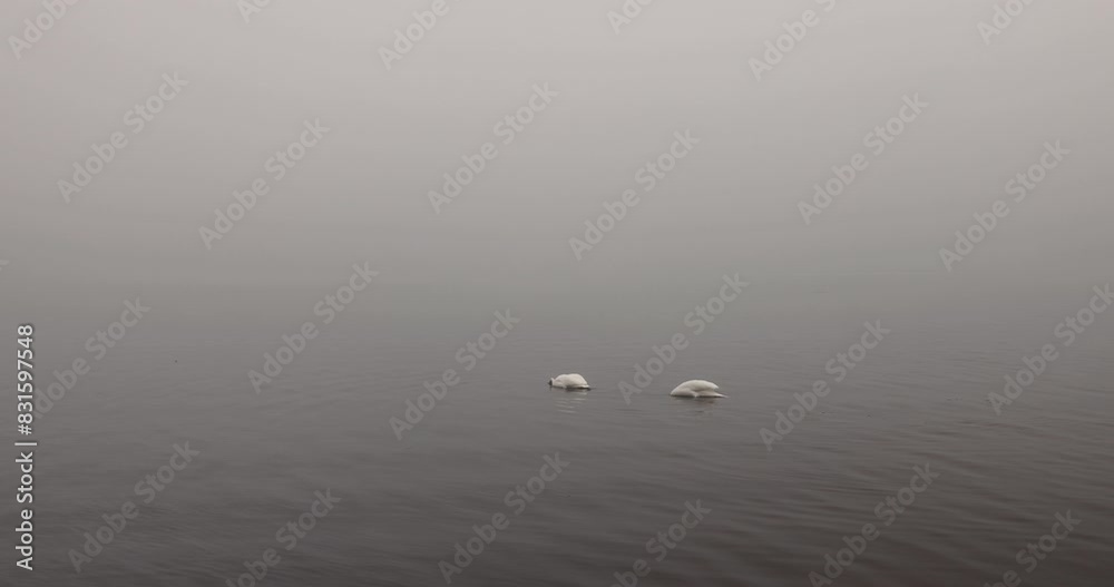 swans swim in the lake in foggy weather, swans look for food in the winter season on the lake in foggy weather swans swim in the lake in foggy weather, swans look for food in the winter season on the lake in foggy weather
