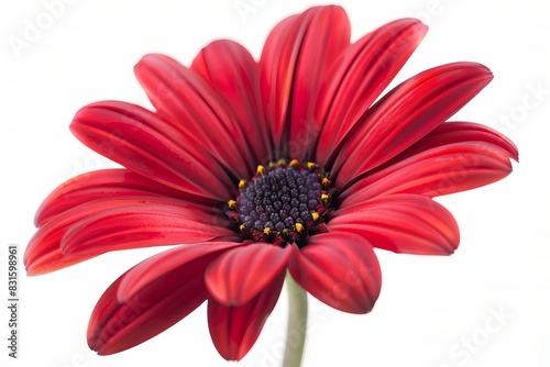 Red Daisy Isolated on White Background. Beautiful Daisy Flower © MahmudulHassan