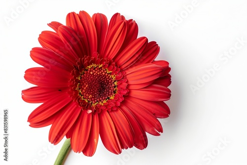Red Daisy Isolated on White Background. Beautiful Daisy Flower