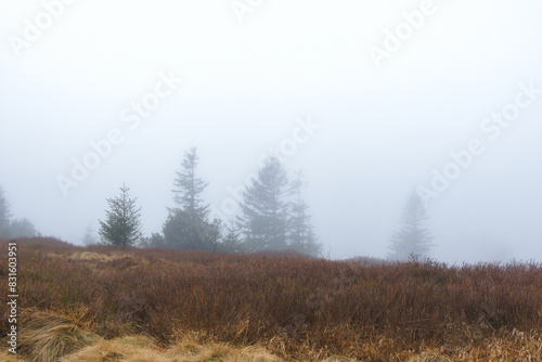 High up at the moor landscape of the Vosges with heather on a foggy atmospheric winter morning, Alsace, France