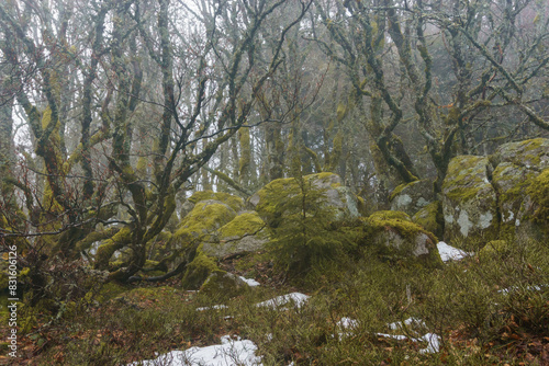 Atmospheric mood in the foggy forest of the Vosges Mountains with moss covered stones on a winter day, Alsace, France