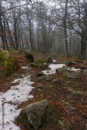 A stone covered hiking path in the forest with some snow on brown foliage at the Vosges Mountains in winter, Alsace, France