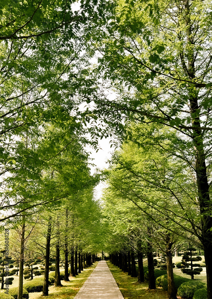 Fototapeta premium 초록이 가득한 봄날 도시의 공원에서 여유로운 하루를 보내고 많은 나무와 보낸 즐거운 시간