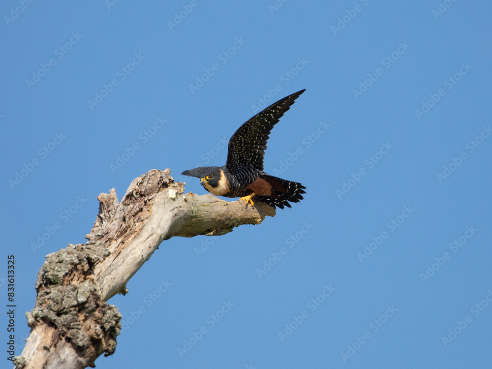 Obraz premium cauré, Bat Falcon, Falco rufigularis, animal, falcon, bird