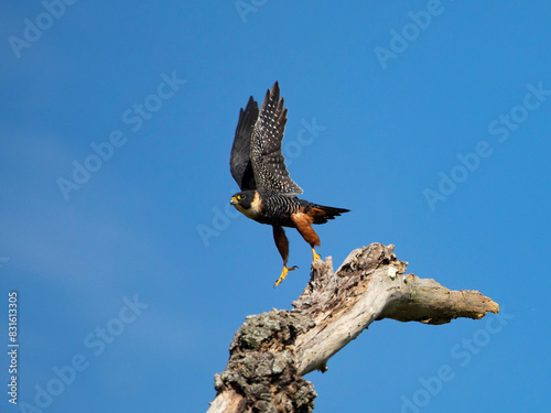 cauré,  Bat Falcon, Falco rufigularis, animal, falcon, bird
