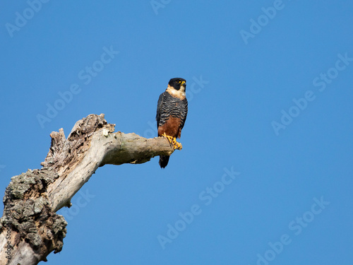 cauré,  Bat Falcon, Falco rufigularis, animal, falcon, bird