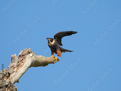 cauré,  Bat Falcon, Falco rufigularis, animal, falcon, bird