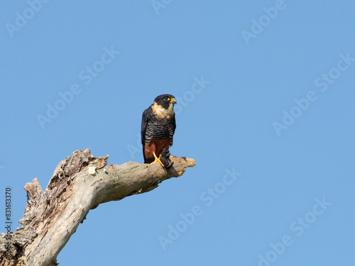 cauré,  Bat Falcon, Falco rufigularis, animal, falcon, bird