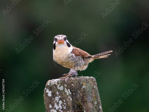 João-bobo, Nystalus chacuru, White-eared Puffbird