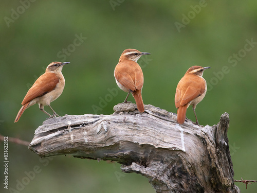 Casaca-de-couro-da-lama, Furnarius figulus, Wing-banded Hornero