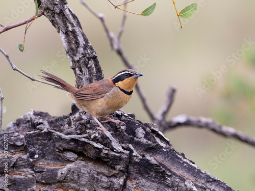 Meia-lua-do-cerrado, Melanopareia torquata, Collared Crescentchest