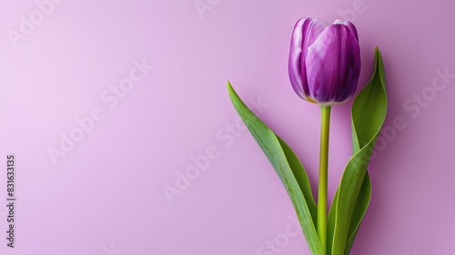Single purple tulip with green leaves on pastel pink background