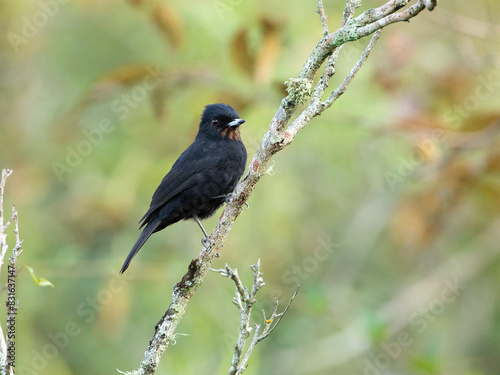 Maria-preta-de-garganta-vermelha, Knipolegus nigerrimus, Velvety Black-Tyrant photo