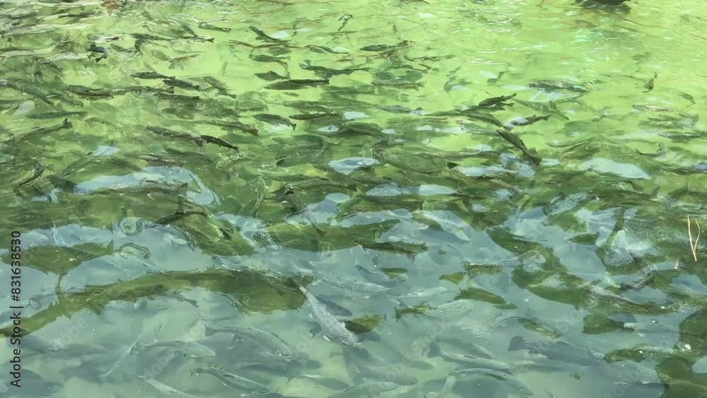 Close-Up View of Vibrant Rainbow Trouts in Crystal Clear Waters Close-Up View of Vibrant Rainbow Trouts in Crystal Clear Waters