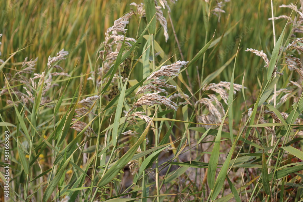 wild grain plants sprinkled amid grasses wild grain plants sprinkled amid grasses