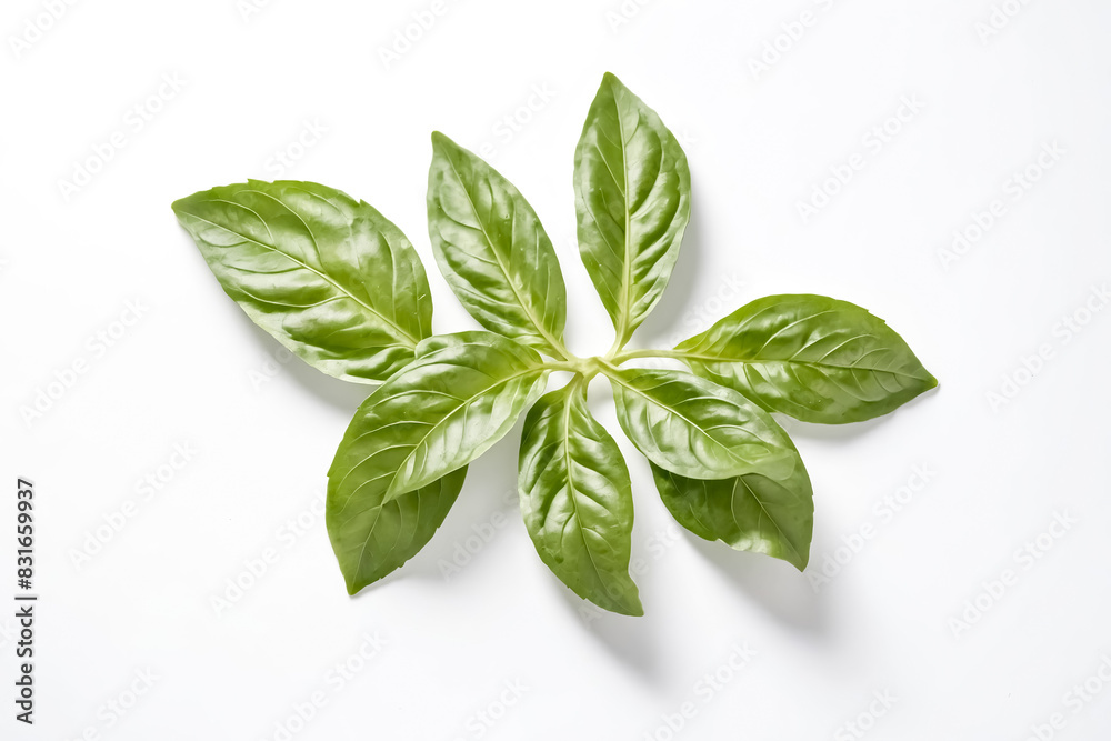 Green basil leaves on a white background Green basil leaves on a white background