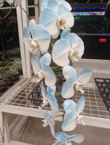 Beautiful white orchid flower in the garden