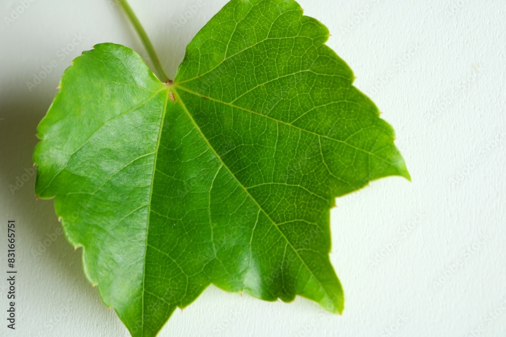 Fototapeta premium 初夏の新緑 爽やかな緑の蔦 背景