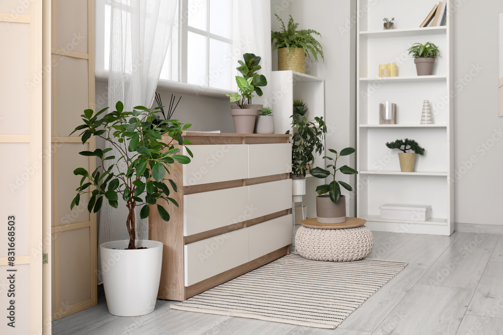 Interior of stylish room with houseplants, window, shelving unit and chest of drawers
