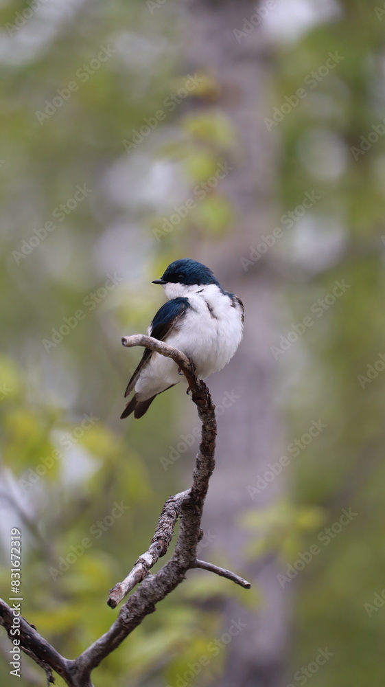 Small bird perched on a branch with trees in the background Small bird perched on a branch with trees in the background