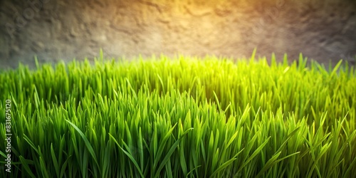 beautiful shiny green grass background photo