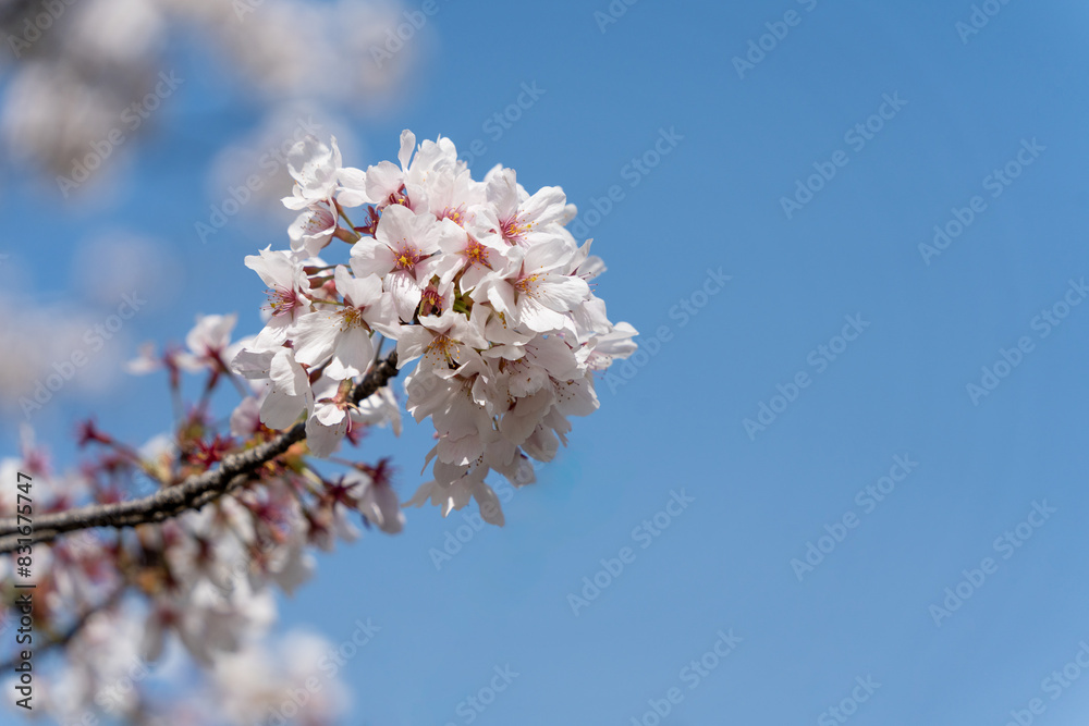 青空に映える桜の花