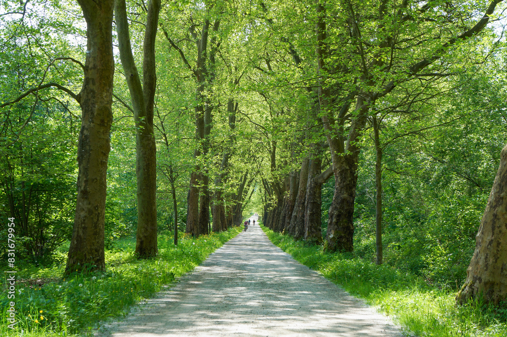 Fototapeta premium 鮮やかな緑のトンネルが一直線に続く道