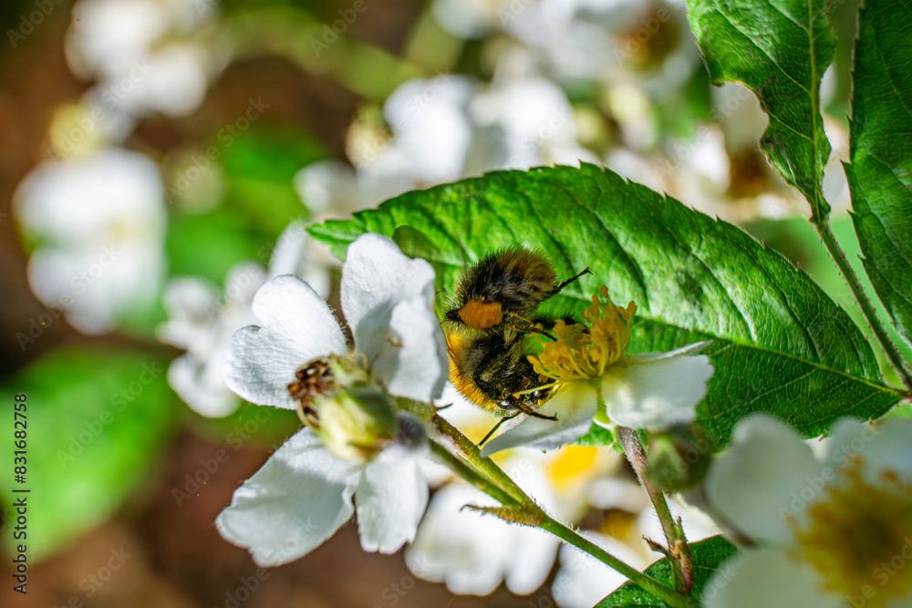 Bee Feeding on Flower Pollen